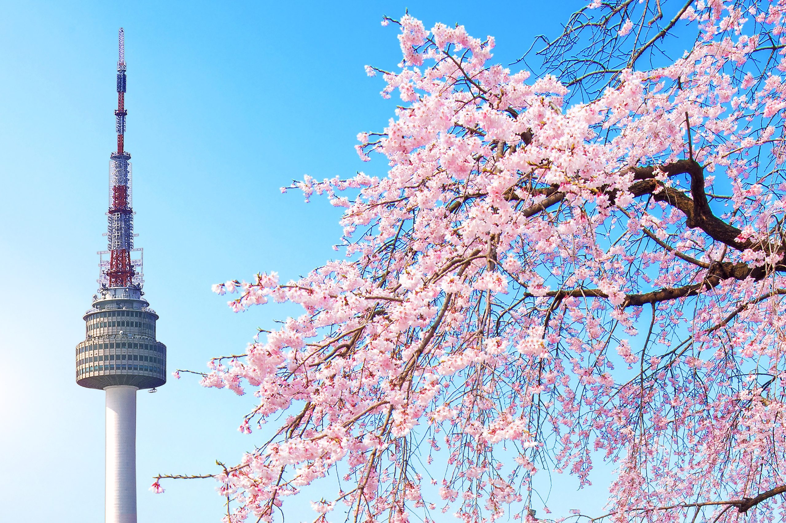 Seoul tower and pink cherry Blossom, Sakura season in spring,Seo