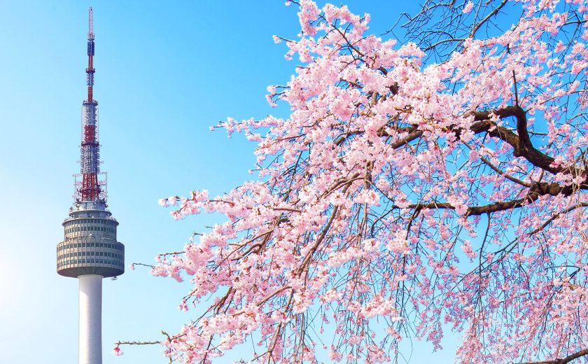 Seoul tower and pink cherry Blossom, Sakura season in spring,Seo