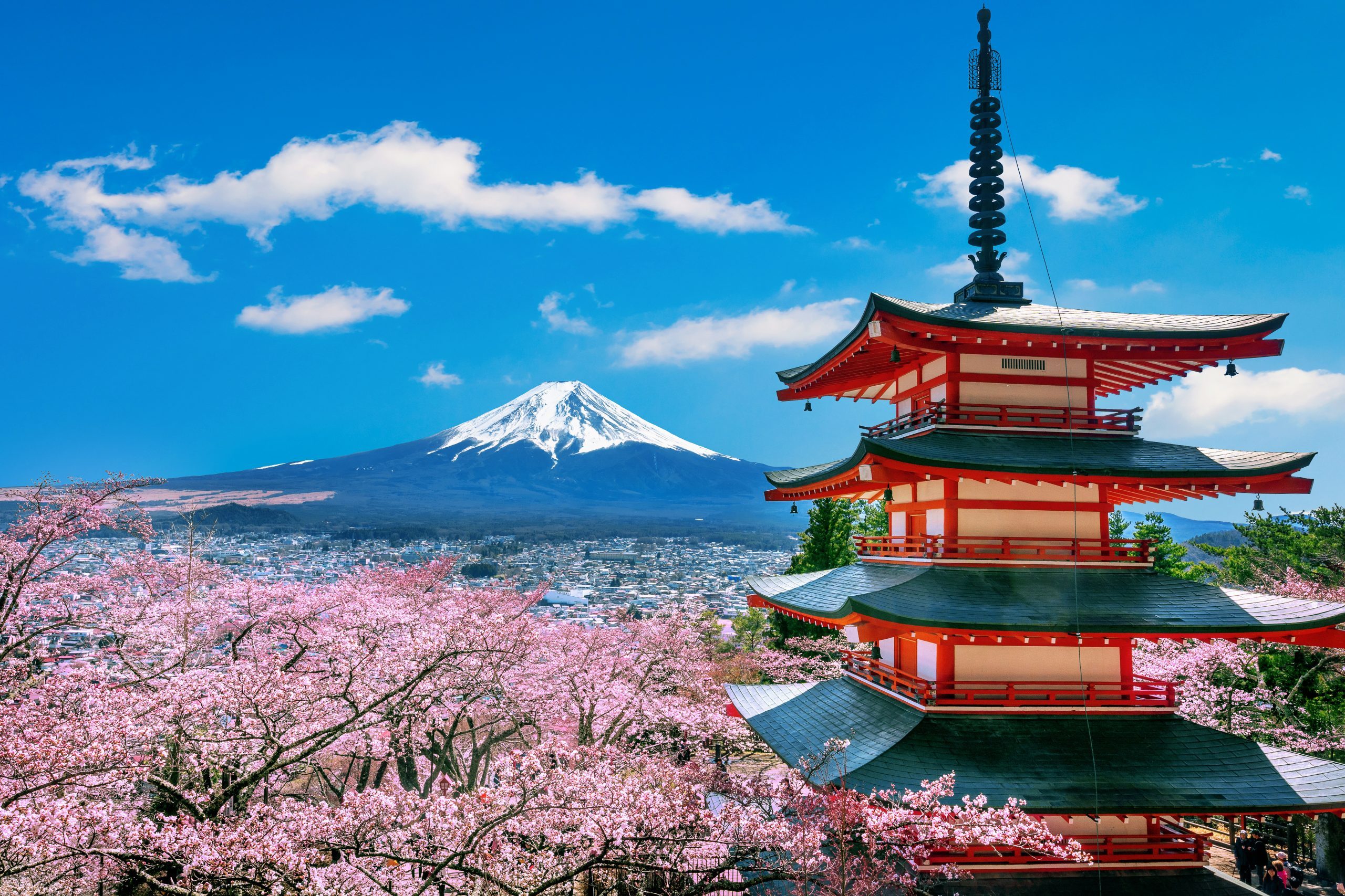 Cherry blossoms in spring, Chureito pagoda and Fuji mountain in
